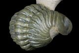 Stunning Crotalocephalina & Reedops Trilobite Association #175054-14